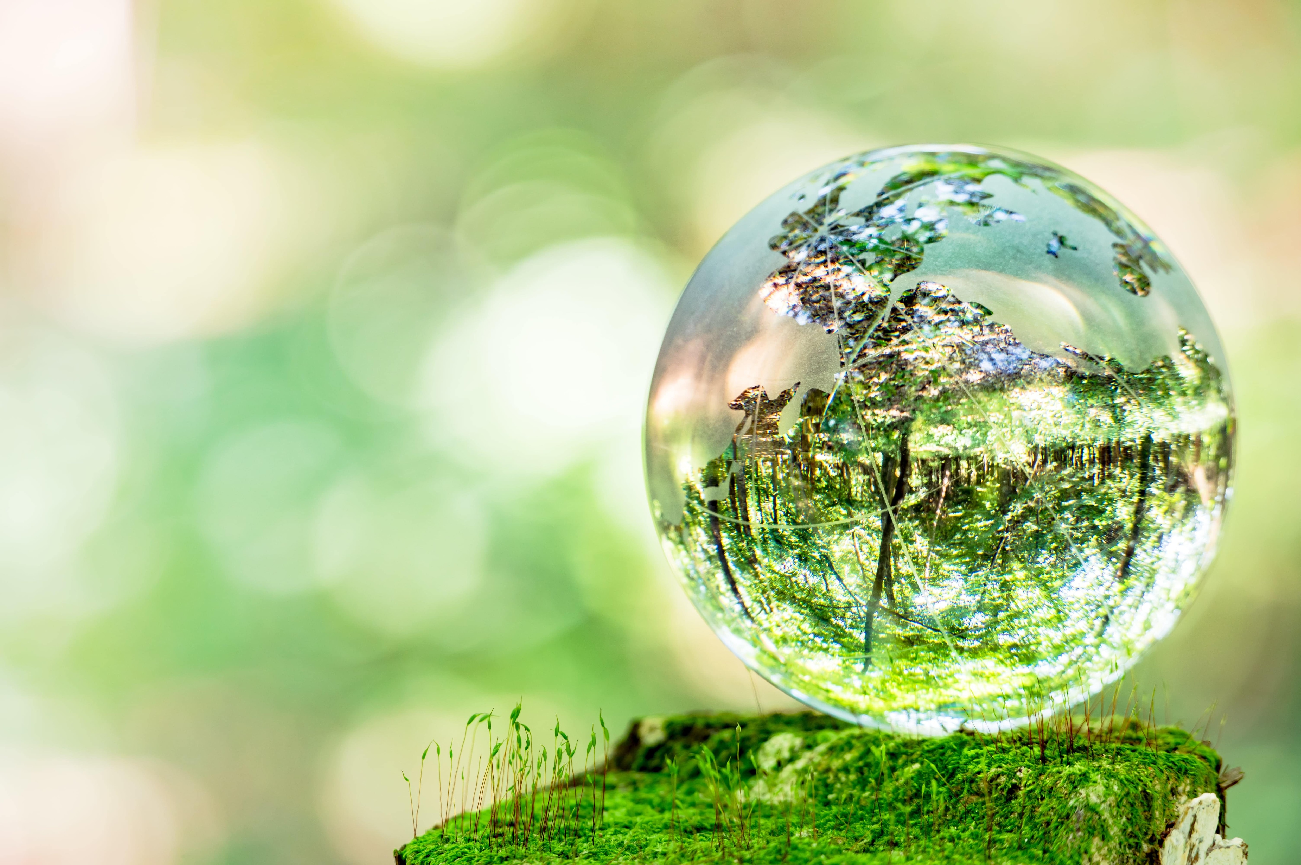 drop of water with forest reflection